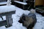 Httenhund im Schnee

