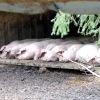 Schweine an der Alpe Eschbach
