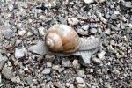 Weinbergschnecke auf dem Weg
