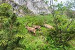Steinb�cke an der Benediktenwand
