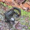 Alpensalamander auf dem Weg
