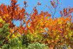 Herbstlich gefärbte Bäume
