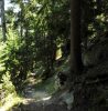 Aufstiegsweg im Wald
Aufstiegsweg im Wald