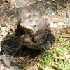 Junger Vogel auf dem Weg
Junger Vogel auf dem Weg