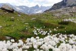 Wiese mit Wollgras
Wiese mit Wollgras