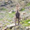 Steinbock am Wegrand
Steinbock am Wegrand
