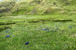 Blumenwiese mit Enzian
