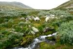 Schafe am Fluss
