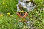 Schmetterling am Wegrand
