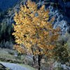 Herbstlich gefärbter Baum
