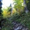 Aufstiegsweg im Wald
