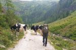 Aufstieg zur Putzentalalm
Aufstieg zur Putzentalalm