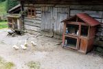 Enten vor der Hütte
Enten vor der Hütte