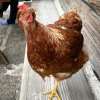 Huhn auf der Bank
Huhn auf der Bank