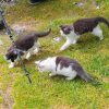 Katzen auf der Putzentalalm
Katzen auf der Putzentalalm