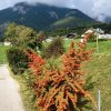 Weg nach Ried
 Weg nach Ried