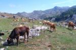 Kühe an der Alm Las Bobias
